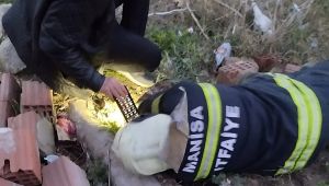 Manisa'da Beton Elektrik Direği İçinde Sıkışan Köpek Kurtarıldı